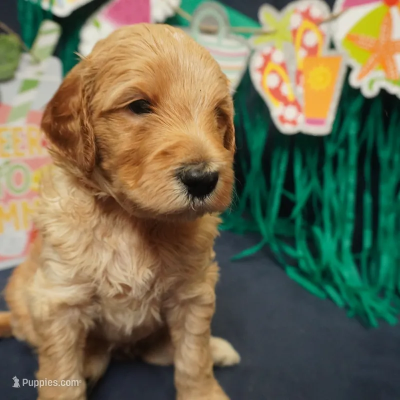 Mikey – Goldendoodle puppy for sale in Dunnellon, FL