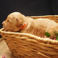 Mikey, a male Goldendoodle for sale in Dunnellon, FL – 2 of 5