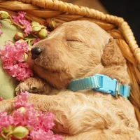 Minnie, a female Goldendoodle for sale in Dunnellon, FL – 3 of 4