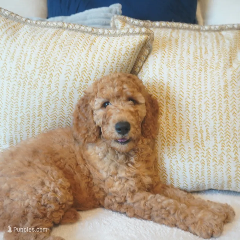 Nutmeg – Goldendoodle puppy for sale in Dunnellon, FL