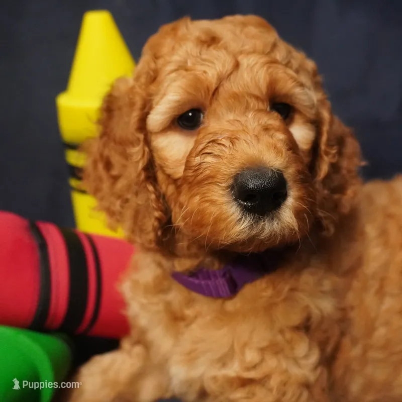 Nutmeg – Goldendoodle puppy for sale in Dunnellon, FL