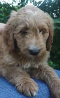 Roxie, a female Goldendoodle for sale in Dunnellon, FL – 7 of 10