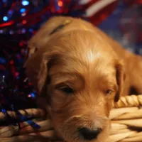 Mario, a male Goldendoodle for sale in Dunnellon, FL – 6 of 10