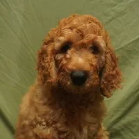Nutmeg, a female Goldendoodle for sale in Dunnellon, FL – 3 of 4
