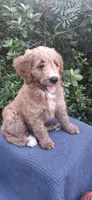 Roxie, a female Goldendoodle for sale in Dunnellon, FL – 3 of 10