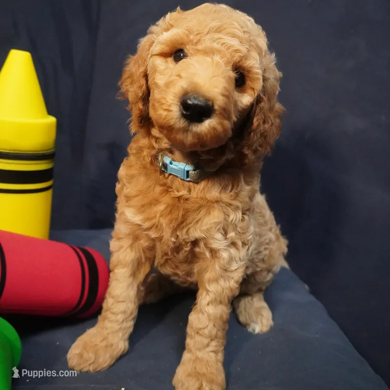 Minnie – Goldendoodle puppy for sale in Dunnellon, FL