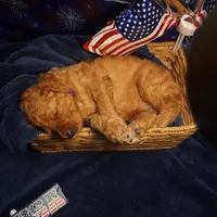 Nutmeg, a female Goldendoodle for sale in Dunnellon, FL – 2 of 4