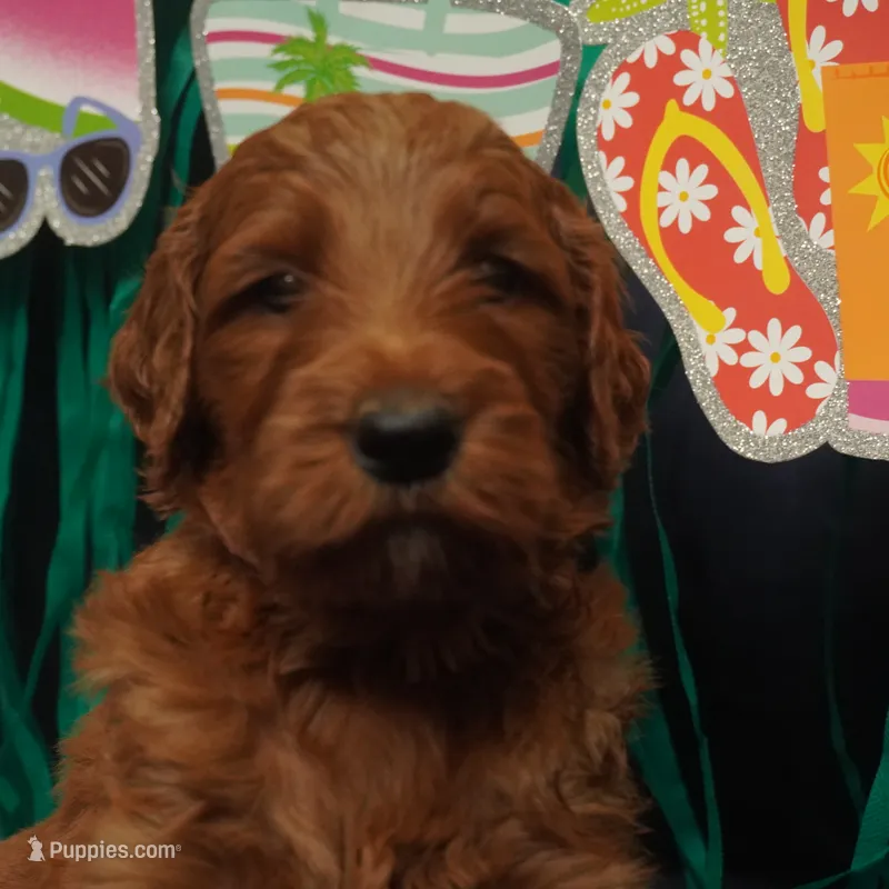 Mia – Goldendoodle puppy for sale in Dunnellon, FL