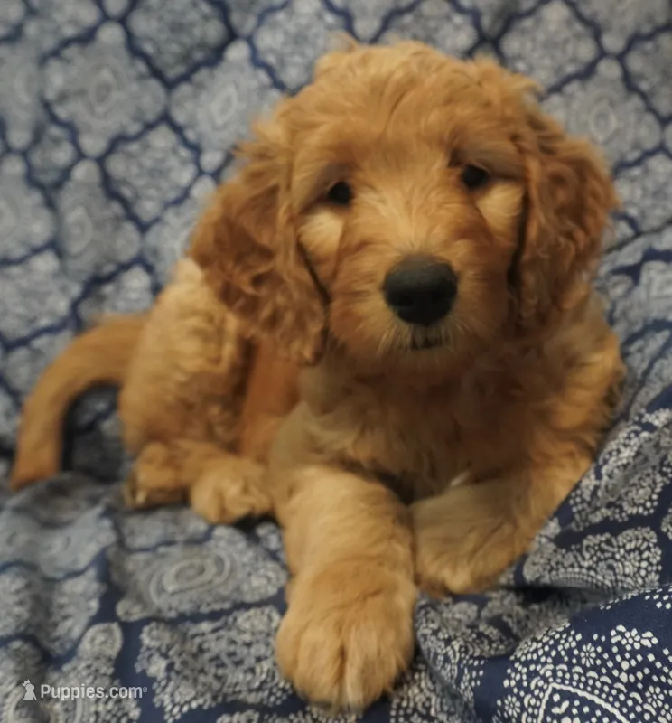 Bangalore – Goldendoodle puppy for sale in Dunnellon, FL