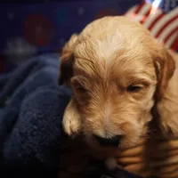 Gus Gus, a male Goldendoodle for sale in Dunnellon, FL – 2 of 7