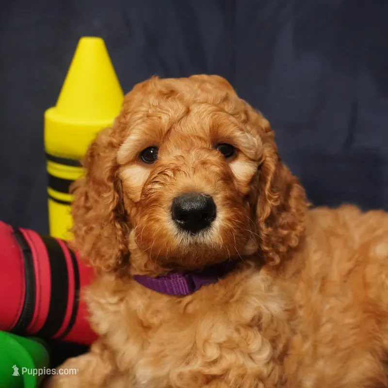 Nutmeg – Goldendoodle puppy for sale in Dunnellon, FL