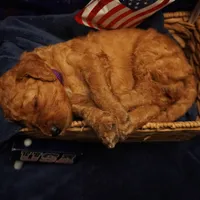 Nutmeg, a female Goldendoodle for sale in Dunnellon, FL – 3 of 4