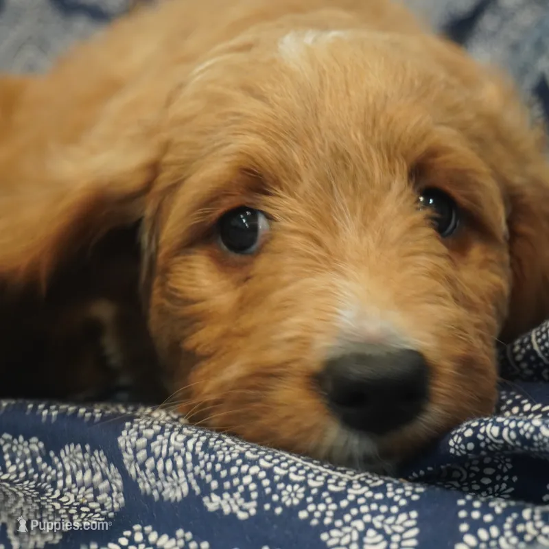 Roxie – Goldendoodle puppy for sale in Dunnellon, FL