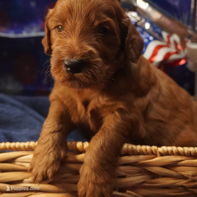 Mia – Goldendoodle puppy for sale in Dunnellon, FL