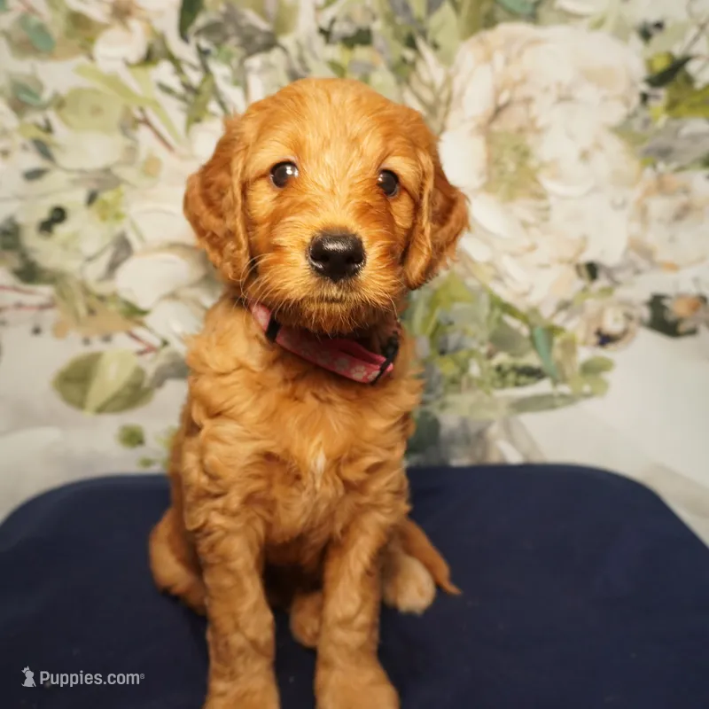 Bangalore – Goldendoodle puppy for sale in Dunnellon, FL