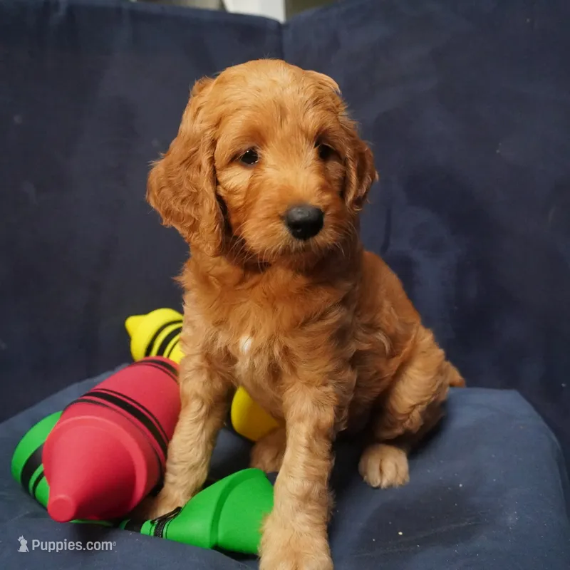 Bangalore – Goldendoodle puppy for sale in Dunnellon, FL