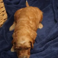 Mario, a male Goldendoodle for sale in Dunnellon, FL – 10 of 10