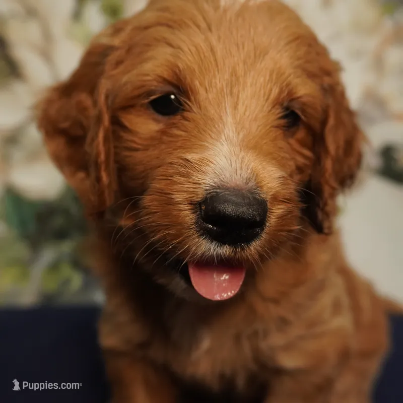 Roxie – Goldendoodle puppy for sale in Dunnellon, FL
