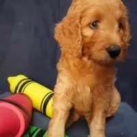 Bangalore, a female Goldendoodle for sale in Dunnellon, FL – 6 of 6