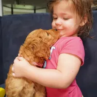Bangalore, a female Goldendoodle for sale in Dunnellon, FL – 5 of 6