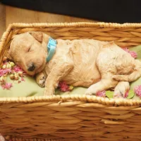 Minnie, a female Goldendoodle for sale in Dunnellon, FL – 4 of 4