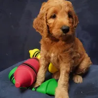 Bangalore, a female Goldendoodle for sale in Dunnellon, FL – 2 of 6