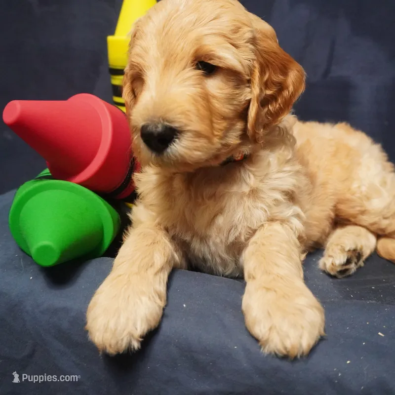 Mikey – Goldendoodle puppy for sale in Dunnellon, FL