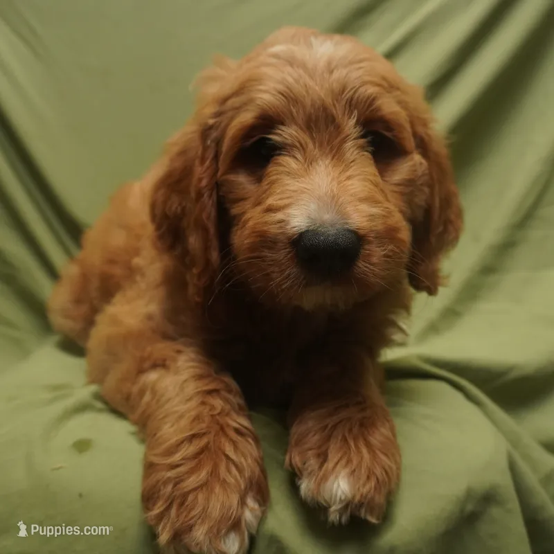 Roxie – Goldendoodle puppy for sale in Dunnellon, FL