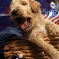 Gus Gus, a male Goldendoodle for sale in Dunnellon, FL – 5 of 7