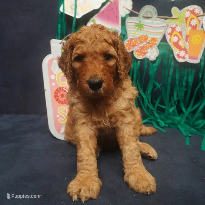 Nutmeg – Goldendoodle puppy for sale in Dunnellon, FL