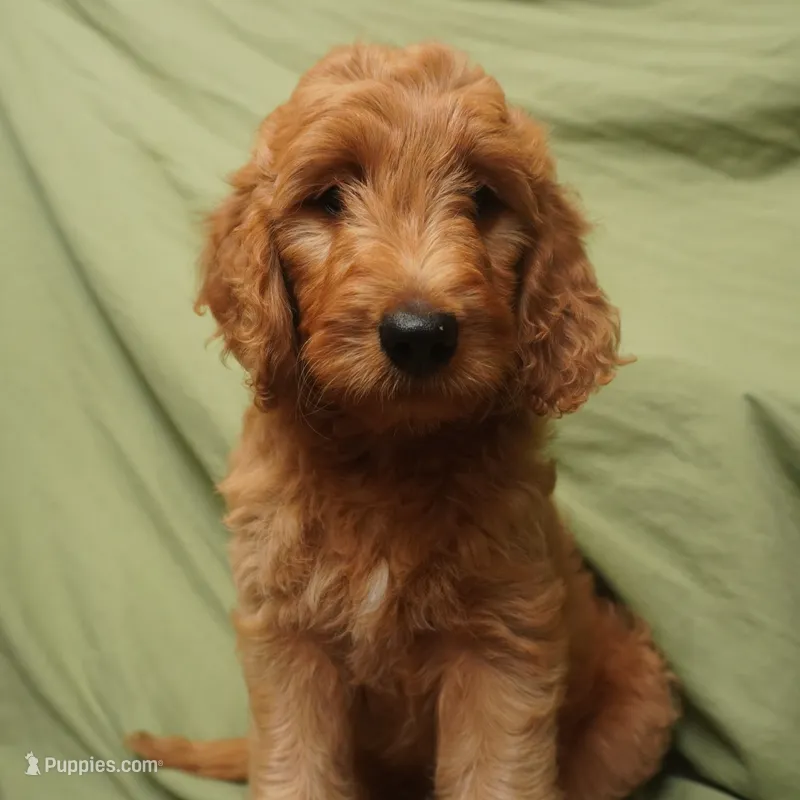 Bangalore – Goldendoodle puppy for sale in Dunnellon, FL