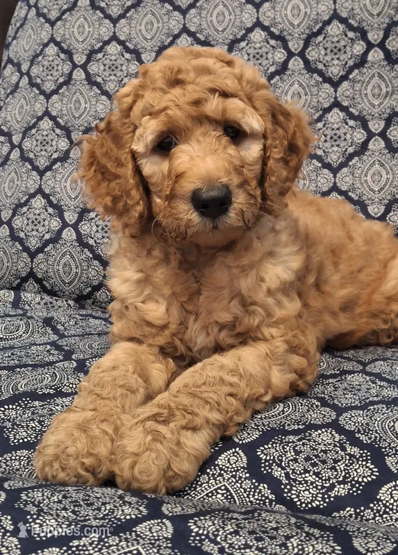 Nutmeg – Goldendoodle puppy for sale in Dunnellon, FL