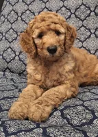 Nutmeg, a female Goldendoodle for sale in Dunnellon, FL – 4 of 4