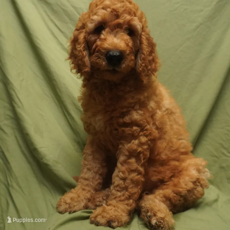 Nutmeg – Goldendoodle puppy for sale in Dunnellon, FL