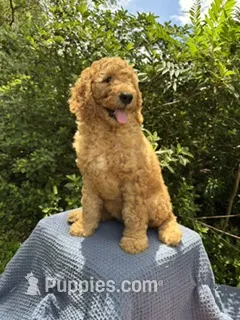 Nutmeg – Goldendoodle puppy for sale in Dunnellon, FL
