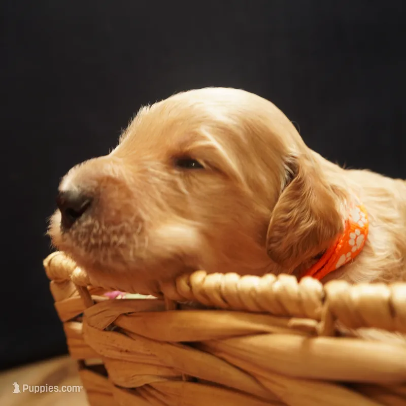 Mikey – Goldendoodle puppy for sale in Dunnellon, FL