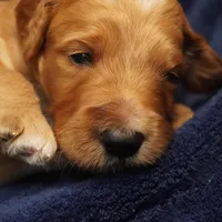 Mario, a male Goldendoodle for sale in Dunnellon, FL – 8 of 10