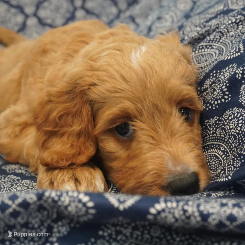 Roxie – Goldendoodle puppy for sale in Dunnellon, FL