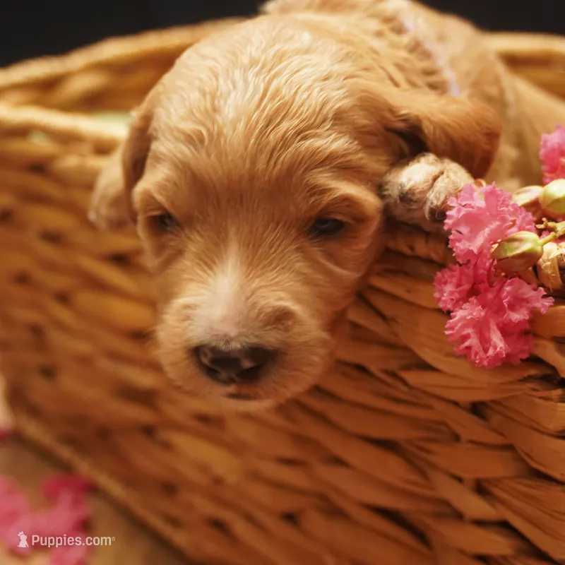 Roxie – Goldendoodle puppy for sale in Dunnellon, FL