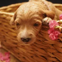 Roxie, a female Goldendoodle for sale in Dunnellon, FL – 1 of 3