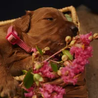 Mia, a female Goldendoodle for sale in Dunnellon, FL – 2 of 4