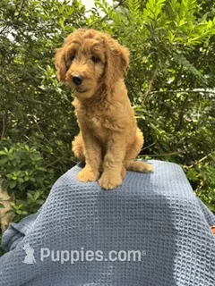 Bangalore – Goldendoodle puppy for sale in Dunnellon, FL