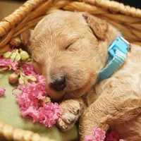 Minnie, a female Goldendoodle for sale in Dunnellon, FL – 1 of 4