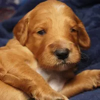 Mario, a male Goldendoodle for sale in Dunnellon, FL – 4 of 10