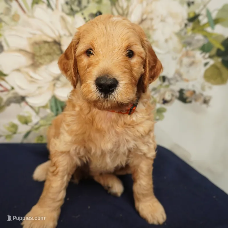 Mikey – Goldendoodle puppy for sale in Dunnellon, FL