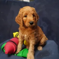 Bangalore, a female Goldendoodle for sale in Dunnellon, FL – 4 of 6