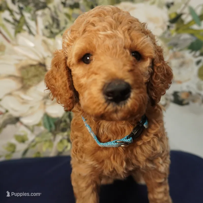 Minnie – Goldendoodle puppy for sale in Dunnellon, FL