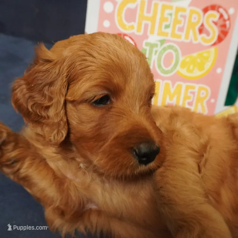 Bangalore – Goldendoodle puppy for sale in Dunnellon, FL
