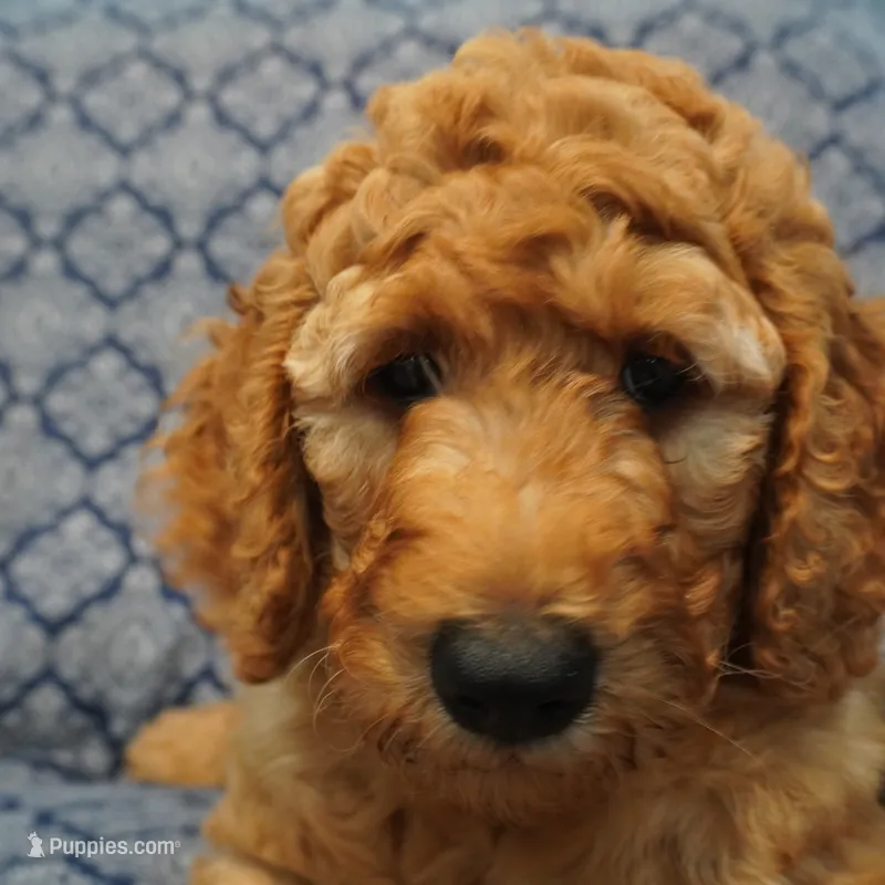 Nutmeg – Goldendoodle puppy for sale in Dunnellon, FL