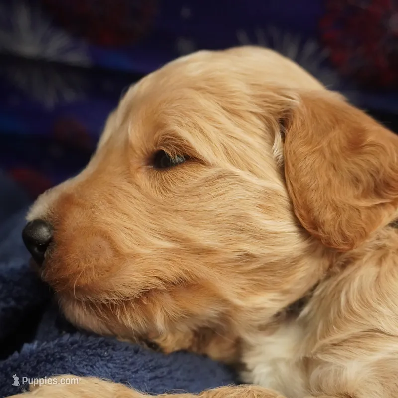 Gus Gus – Goldendoodle puppy for sale in Dunnellon, FL